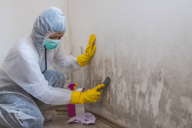 Best Black Mold Removal  in Lakeview, MI